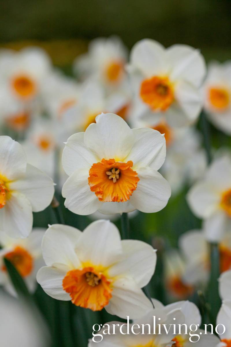 Påskelilje 'Barret Browning’ - Narcissus - 5 stk
