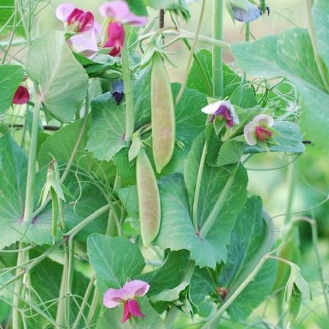 Hovedbilde Brytsukkerert 'Spring Blush' - Pisum sativum