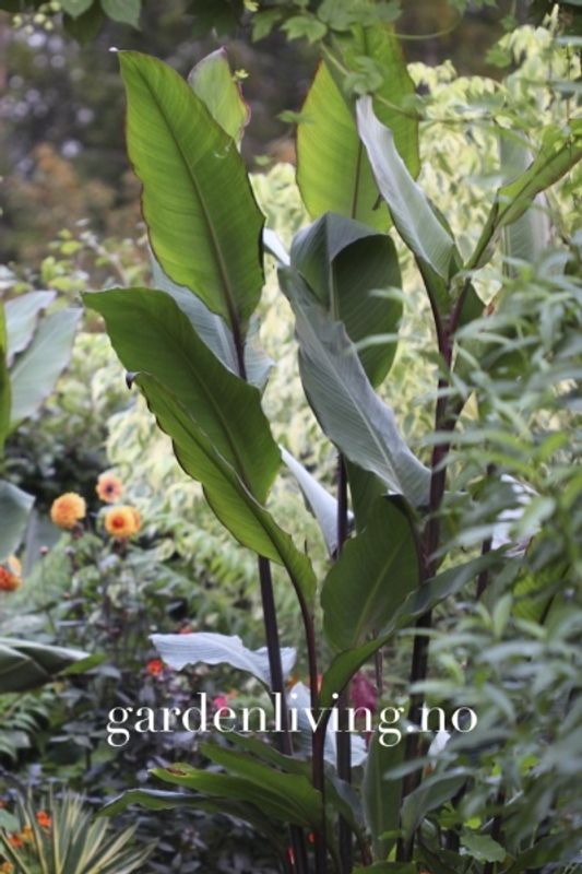 Canna musifolia - 9 cm potte