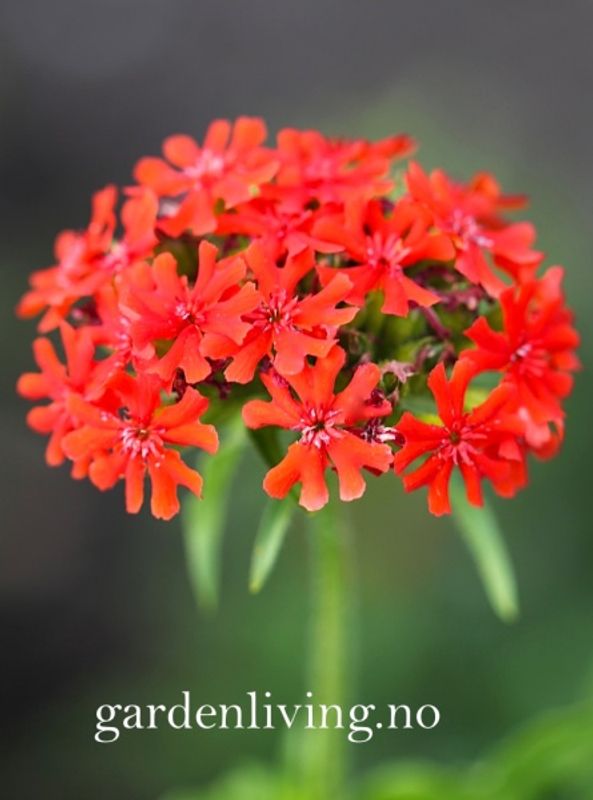 Brennende kjærlighet - Lychnis chalcedonica
