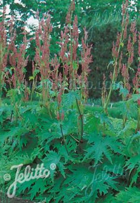 Hovedbilde Tangutrabarbra - Rheum palmatum var. tanguticum