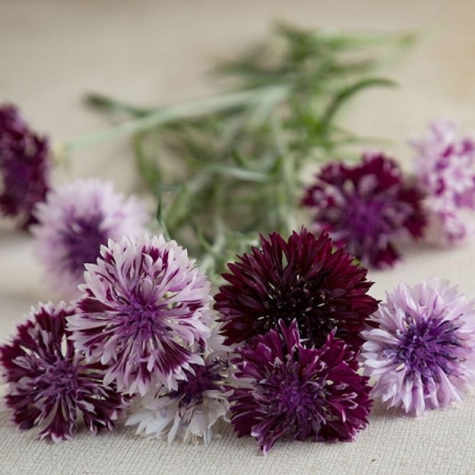 Hovedbilde Kornblomst 'Classic Magic' - Centaurea cyanus