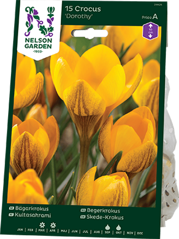 Begerkrokus 'Dorothy - Crocus chrysanthus - 12 stk 