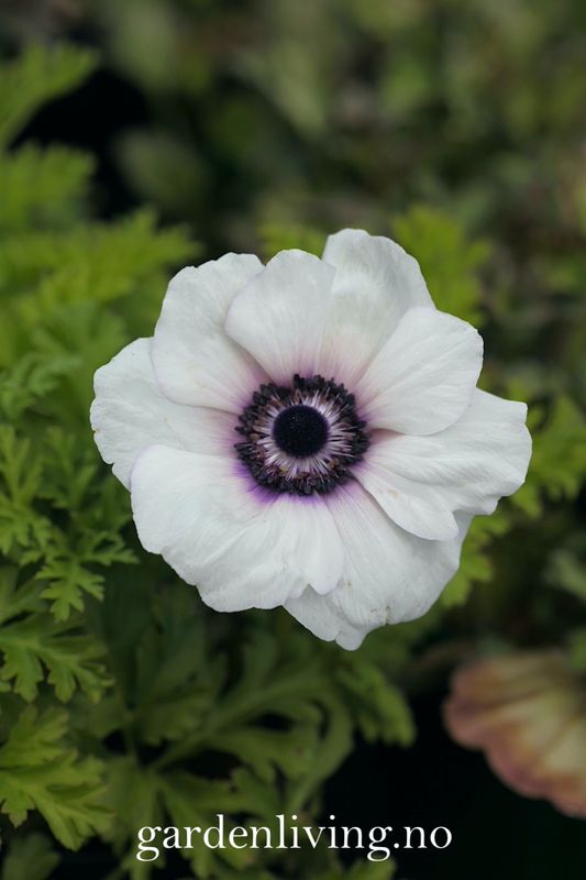Kronsymre 'Mistral Plus Bicolour Viola' - Anemone coronaria, 10 