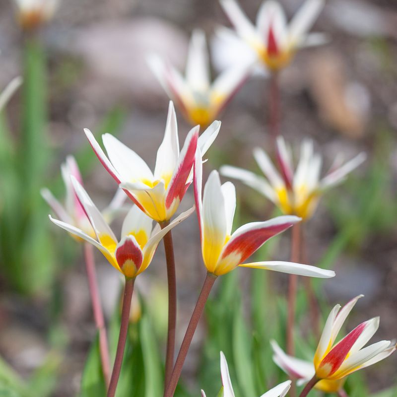 Clusiustulipan 'Stellata' - Tulipa clusiana var stellata - 10 st