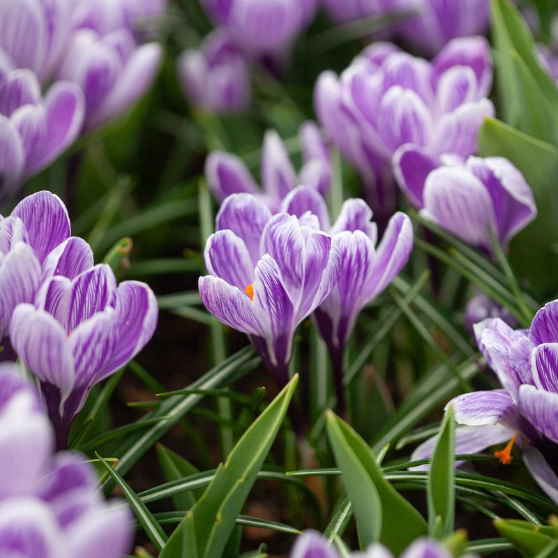 Storblomstret krokus 'Pickwick' - Crocus - 10 stk