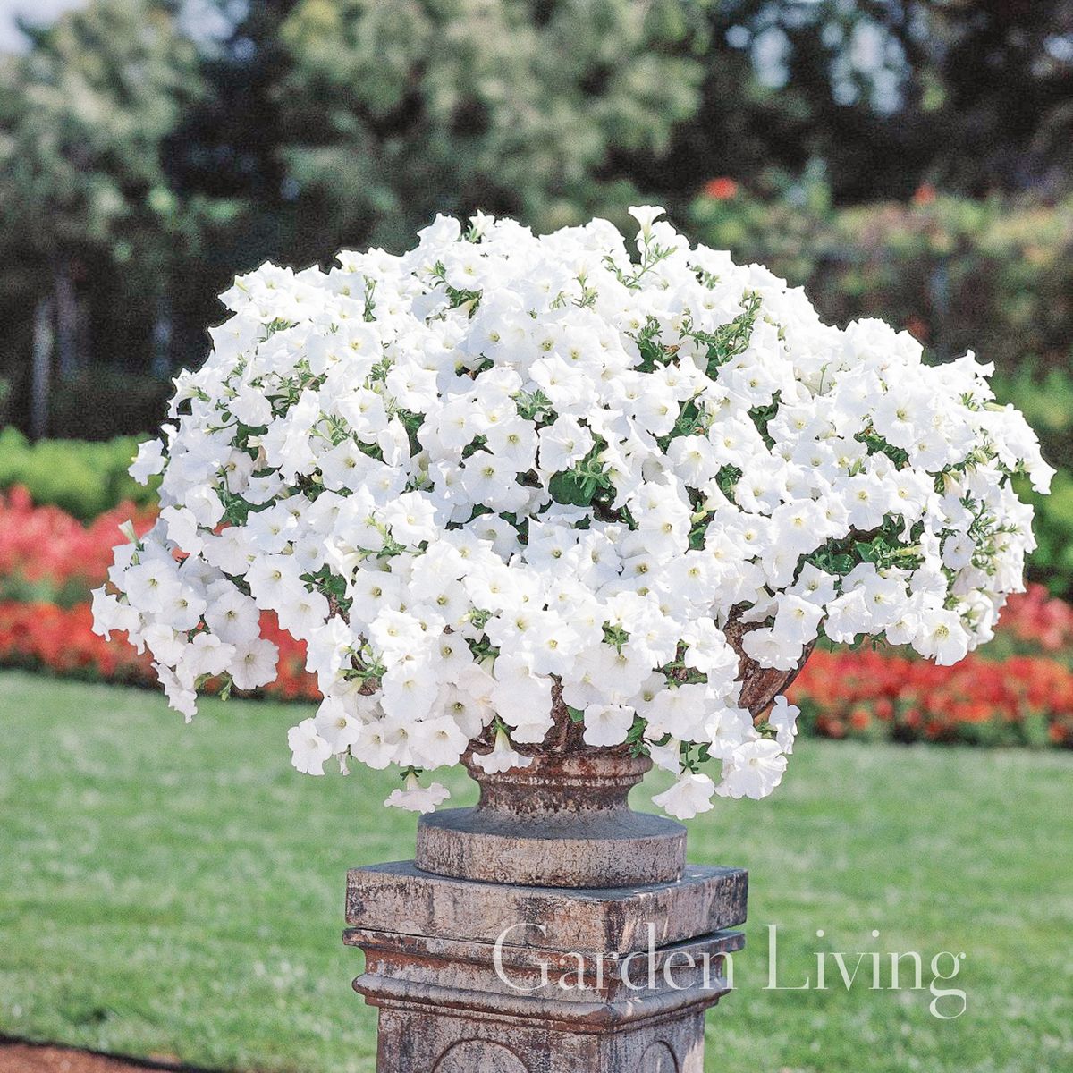 Petunia 'Easy Wave White - Petunia x hybrida, heng