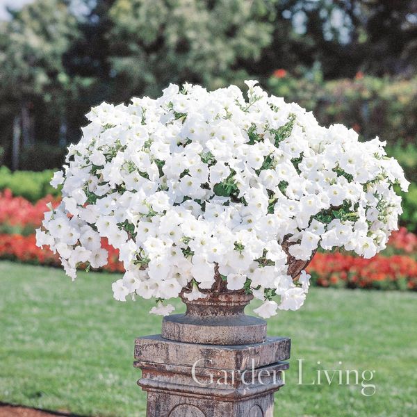 Hovedbilde Petunia 'Easy Wave White - Petunia x hybrida, heng