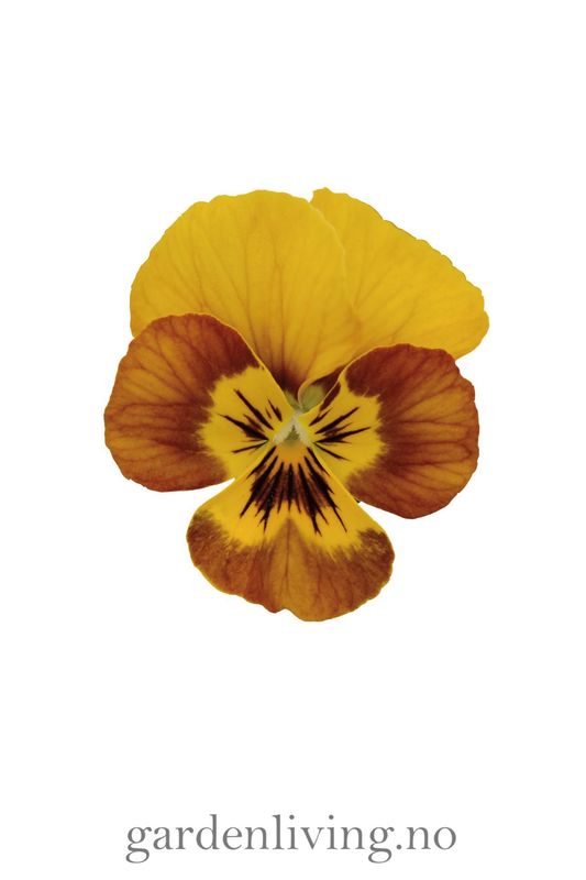 Stemorsblomst 'Sorbet Honeybee', småbl.  - Viola x williamsii