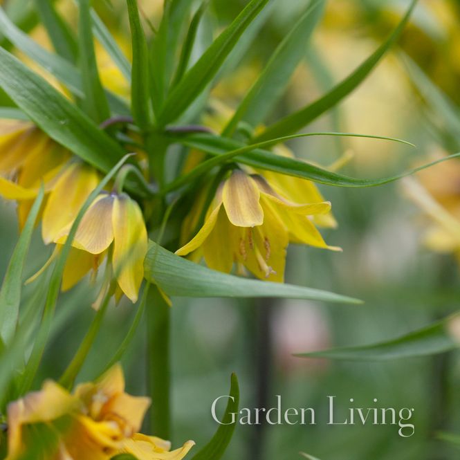 Hovedbilde Keiserkrone 'Early Sensation’ - Fritillaria ...