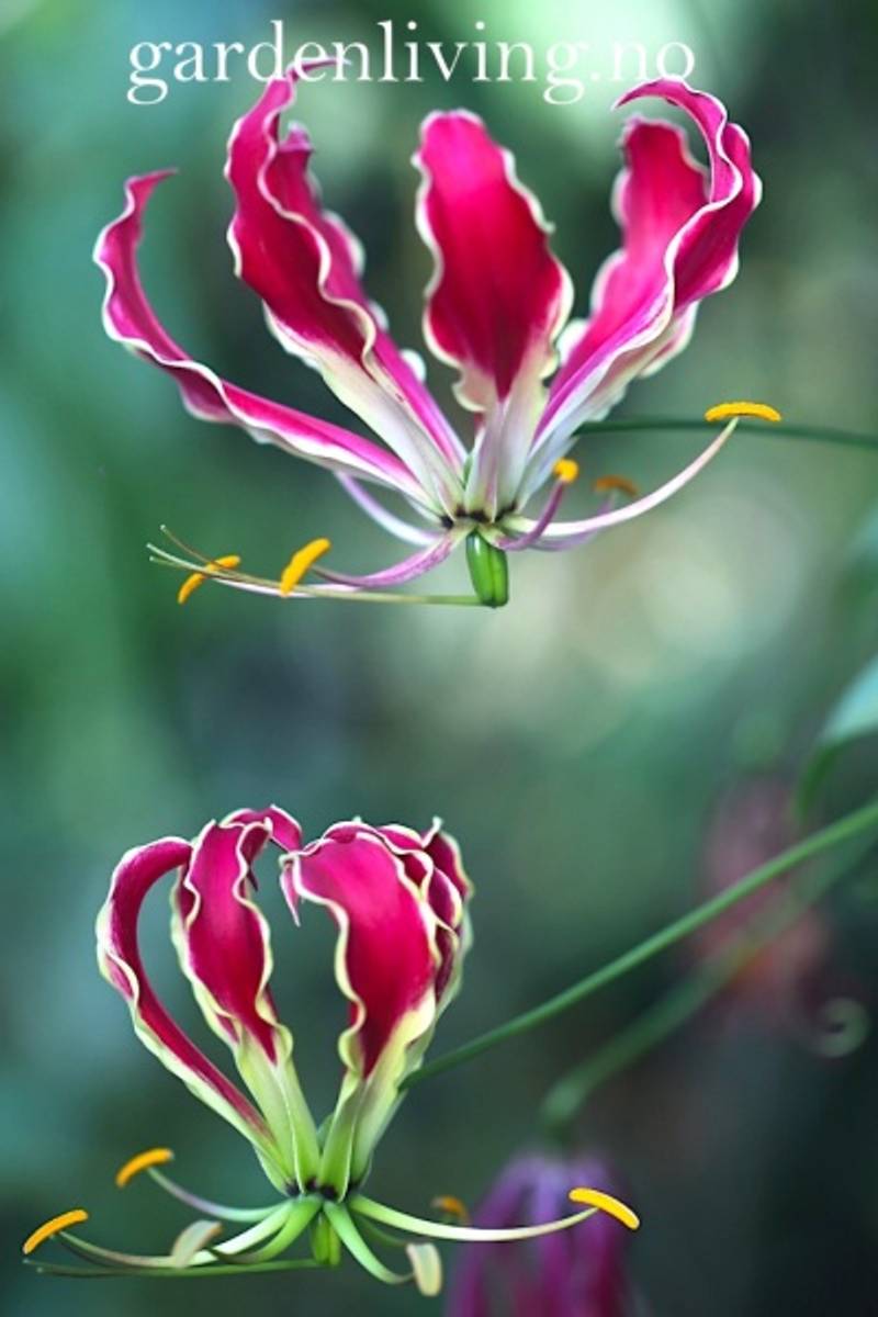 Klatrelilje 'Rothchildiana' - Gloriosa superba, 1 stk.