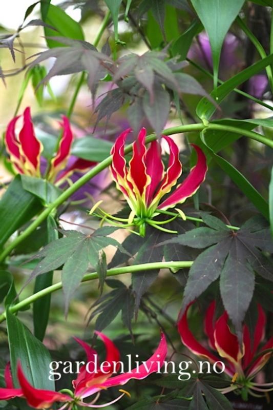 Klatrelilje 'Rothchildiana' - Gloriosa superba, 1 stk.
