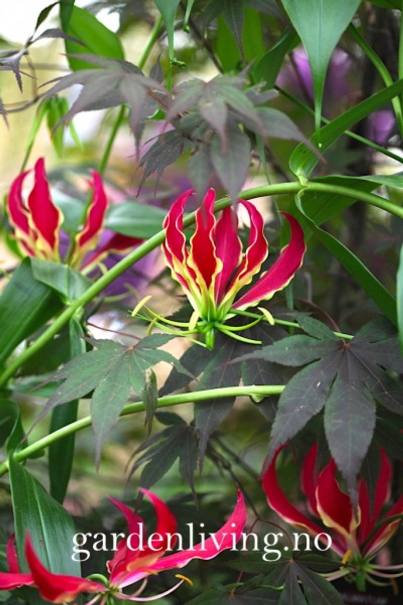 Klatrelilje 'Rothchildiana' - Gloriosa superba, 1 stk.