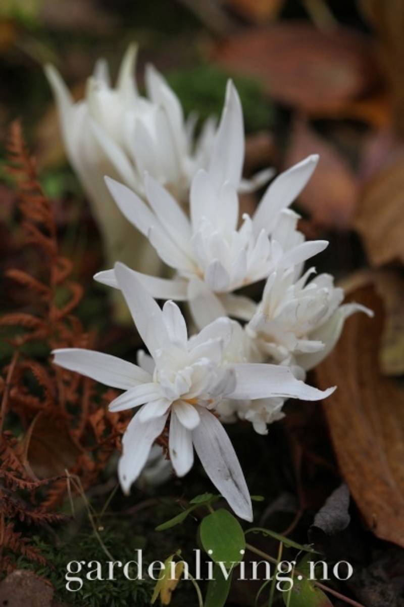 Tidløs - Colchicum autumnale ’Alboplenum’ 1 stk