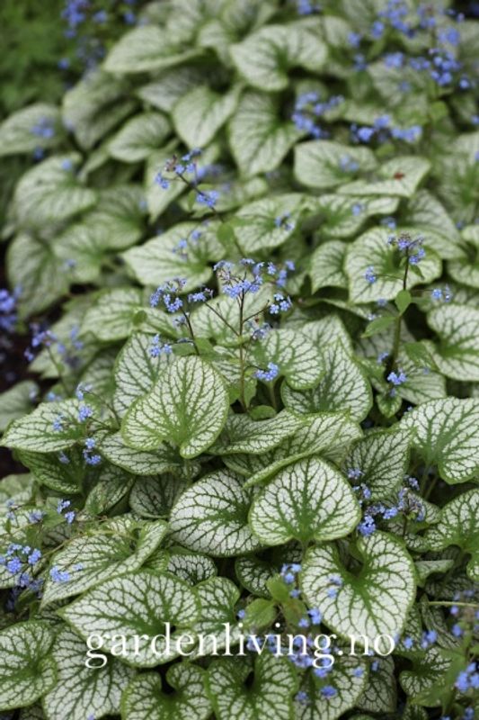 Forglemmegeisøster ’Jack Frost’ - Brunnera macrophylla
