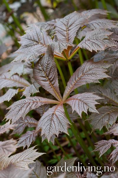 Hovedbilde Koreabronseblad 'Braunlaub' - Rodgersia podophylla