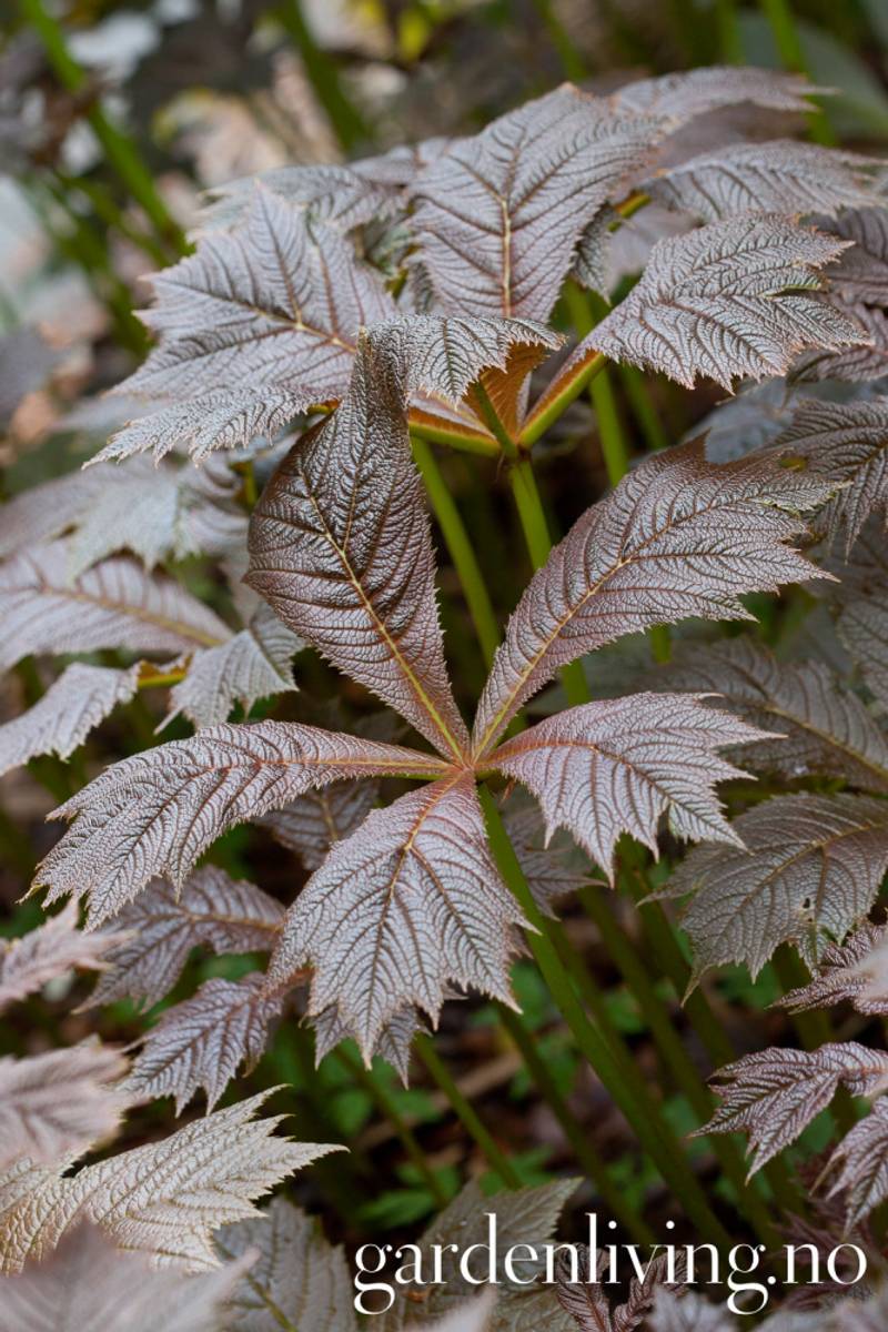 Koreabronseblad 'Braunlaub' - Rodgersia podophylla