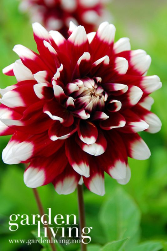 Georgine 'Duet - Dahlia x cultorum, 1 stk.