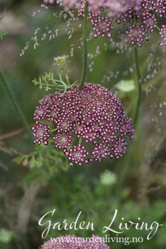 Prydgulrot 'Dara' - Daucus carota