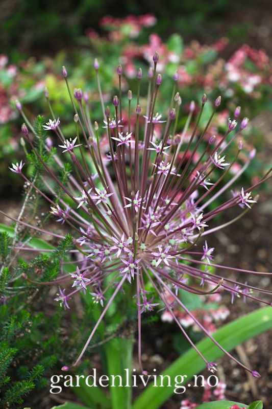 Markløperløk - Allium shubertii - 4 stk