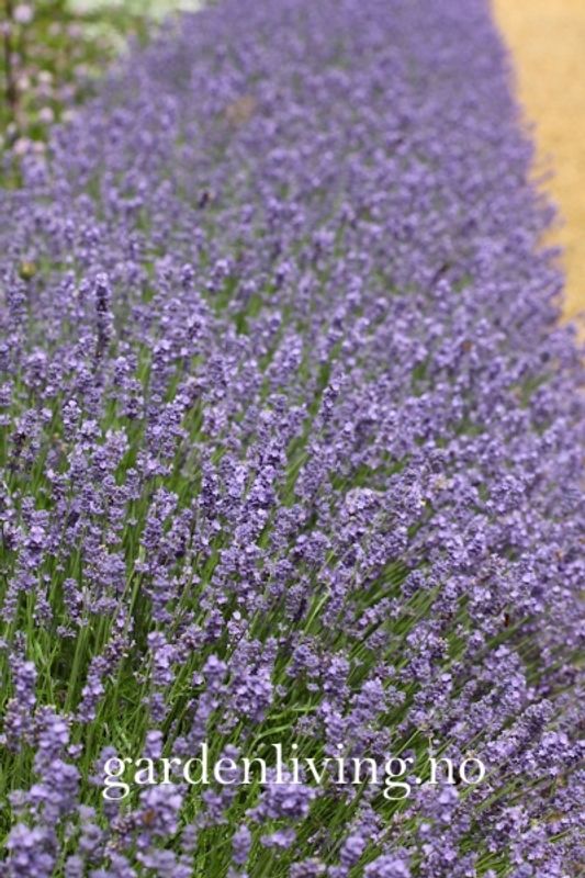 Lavendel 'Munstead' - Lavandula angustifolia