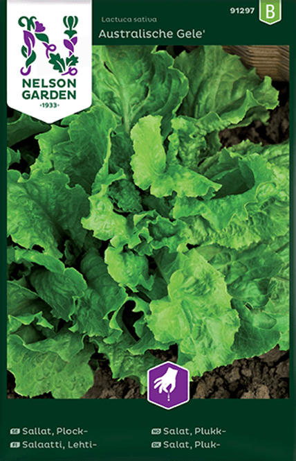 Hovedbilde Bladsalat 'Australischer Gele' - Lactuca