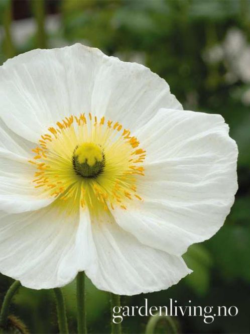 Hovedbilde Sibirvalmue 'Champagne Bubbles White' - Papaver nudicaule