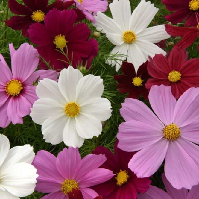 Hovedbilde Pyntekorg 'Sonata Improved Mixed' - Cosmos bipinnatus