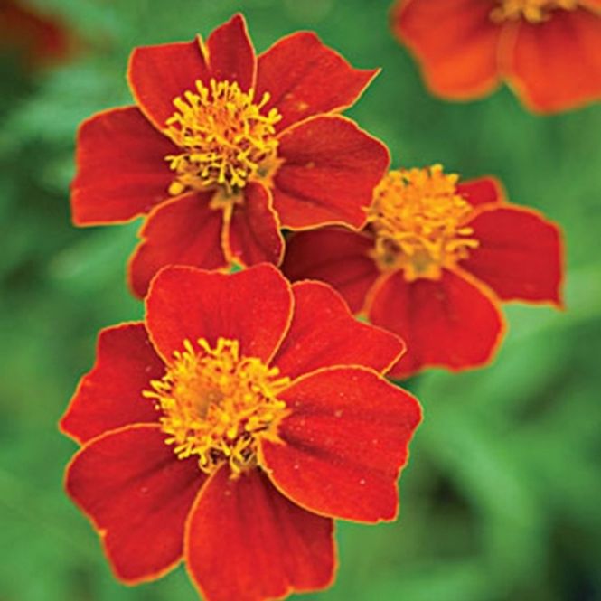 Hovedbilde Fløyelsblomst 'Red Gem' signet- - Tagetes tenuifolia