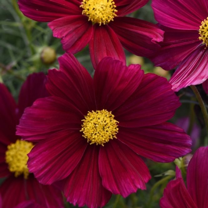 Hovedbilde Pyntekorg 'Sonata Purple Shades' - Cosmos bipinnatus