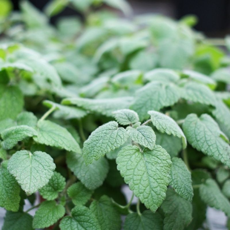 Sitronmelisse 'Mandarina' - Melissa officinalis