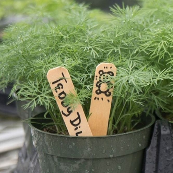 Hovedbilde Dill 'Teddy' - Anethum graveolens