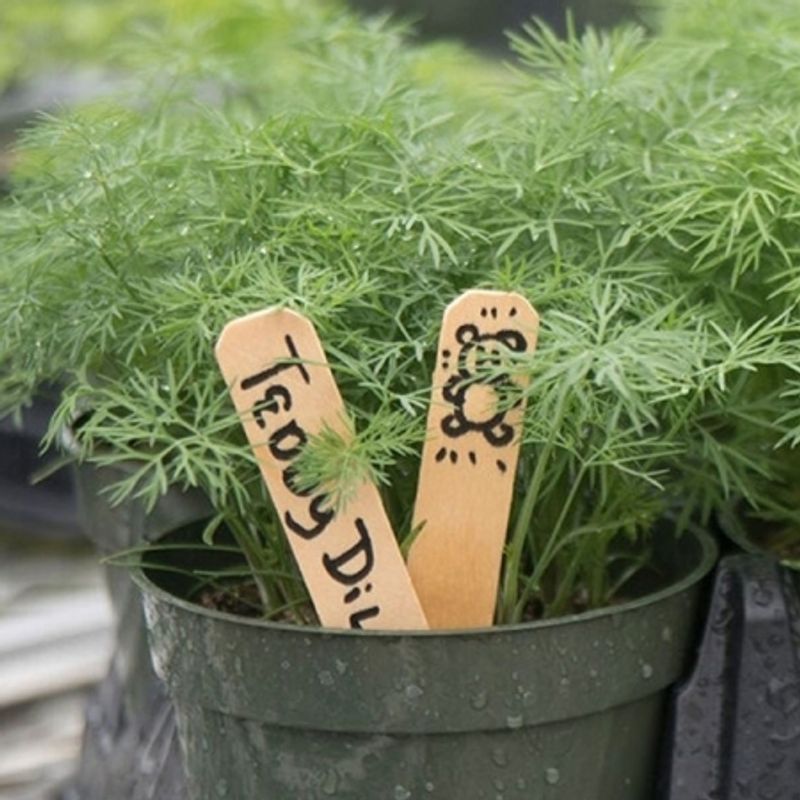 Dill 'Teddy' - Anethum graveolens