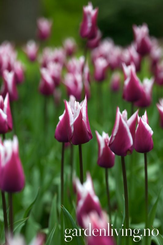 Tulipan 'Claudia', Liljeblomstrende - 7 stk