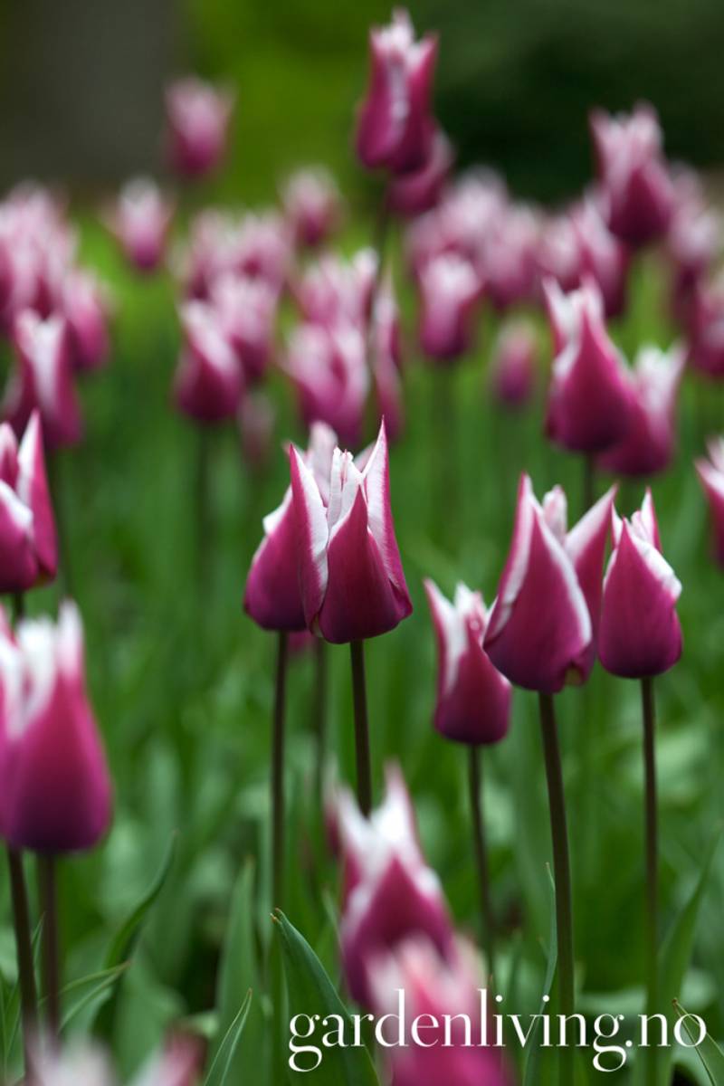 Tulipan 'Claudia', Liljeblomstrende - 7 stk