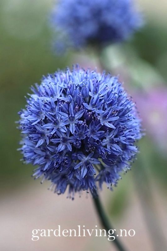 Azurløk - Allium caeruleum - 15 stk 