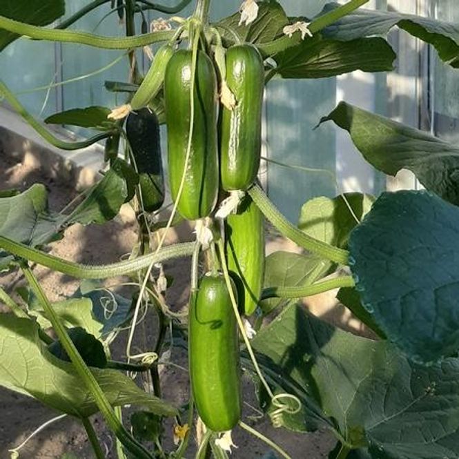Hovedbilde Slangeagurk 'Party Time' mini - Cucumis sativus