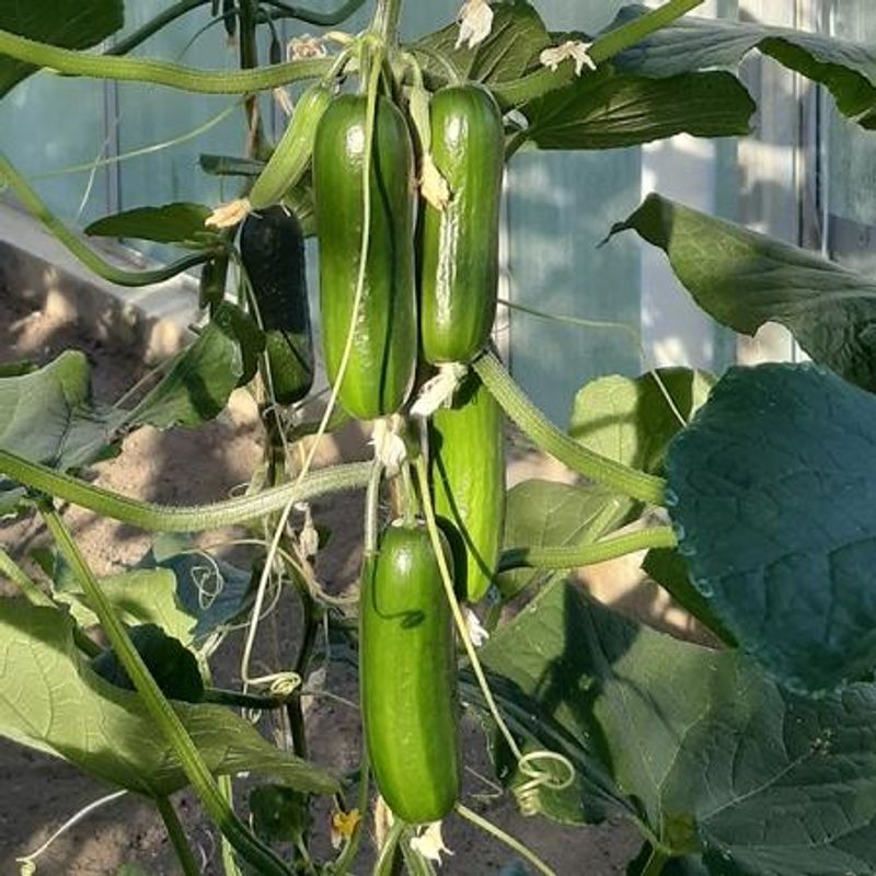 Slangeagurk 'Party Time' mini - Cucumis sativus