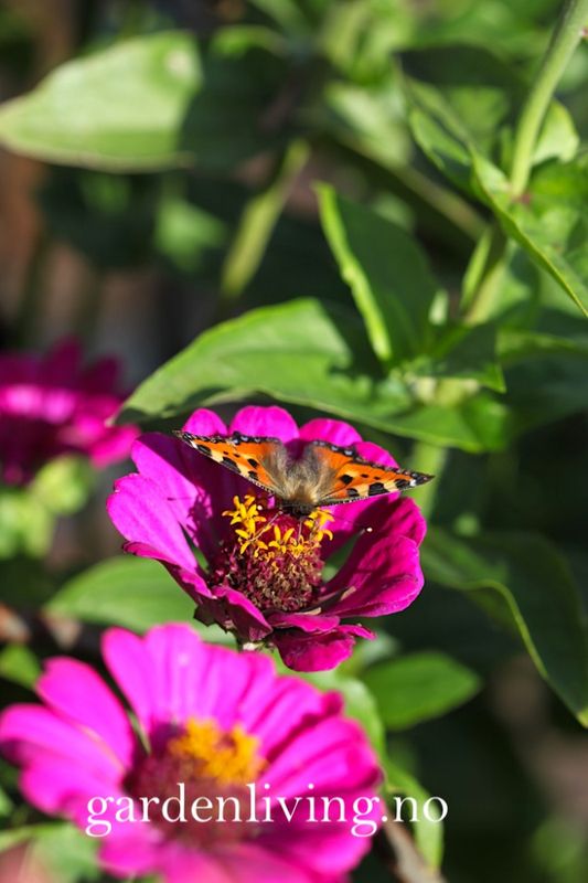 Sinnia 'Purple Prince' - Zinnia elegans