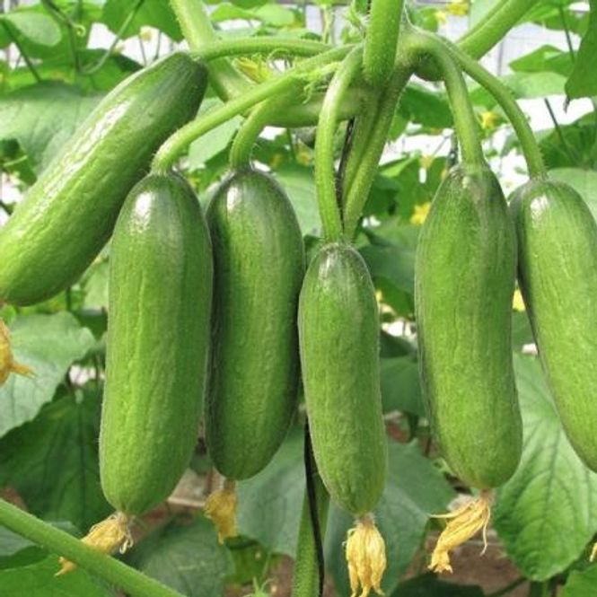 Hovedbilde Slangeagurk 'Mini Munch' F1 mini - Cucumis sativus