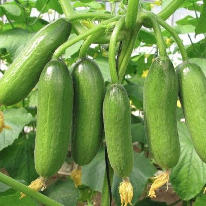 Slangeagurk 'Mini Munch' F1 mini - Cucumis sativus