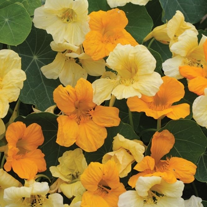 Hovedbilde Blomkarse 'Butterscotch', lav - Tropaeolum majus 