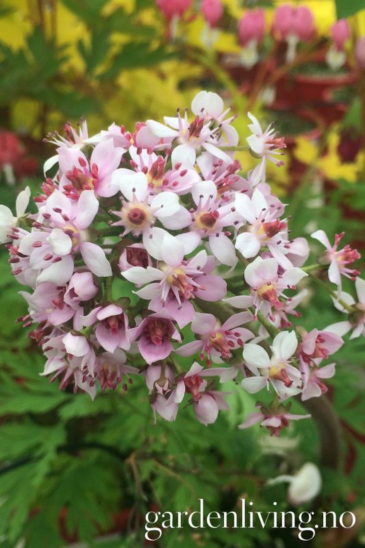 Skjoldsildre - Darmera peltata 