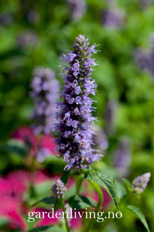 Anisisop 'Black Adder' - Agastache 