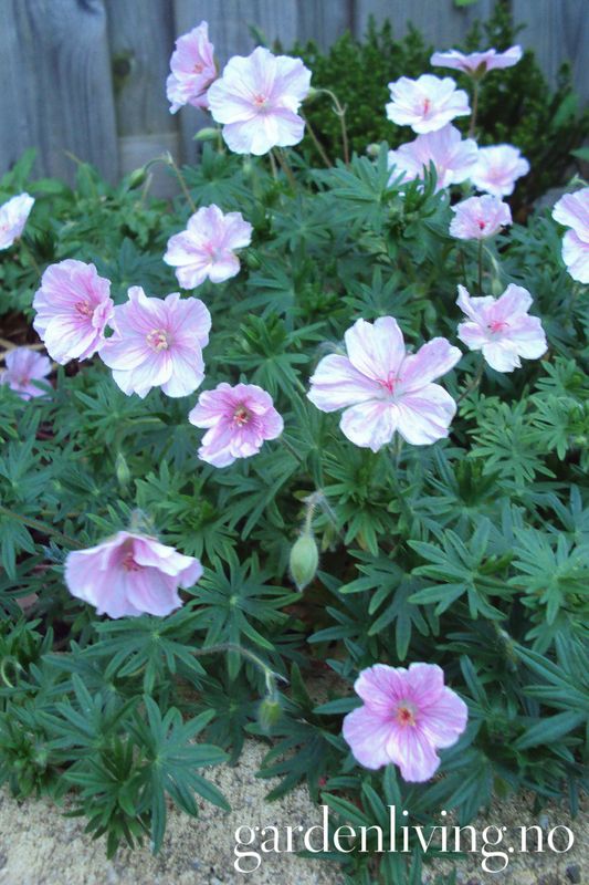 Blodstorkenebb 'Pink Pouffe' - Geranium sanguineum