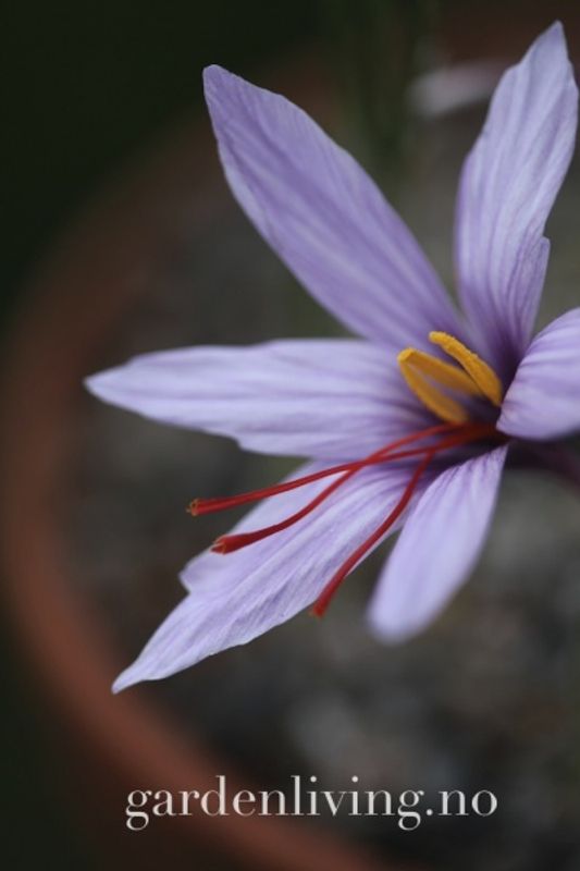 Safrankrokus XL - Crocus sativus - 10 stk