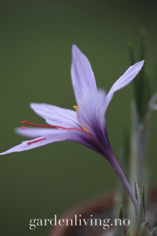 Safrankrokus XL - Crocus sativus - 10 stk