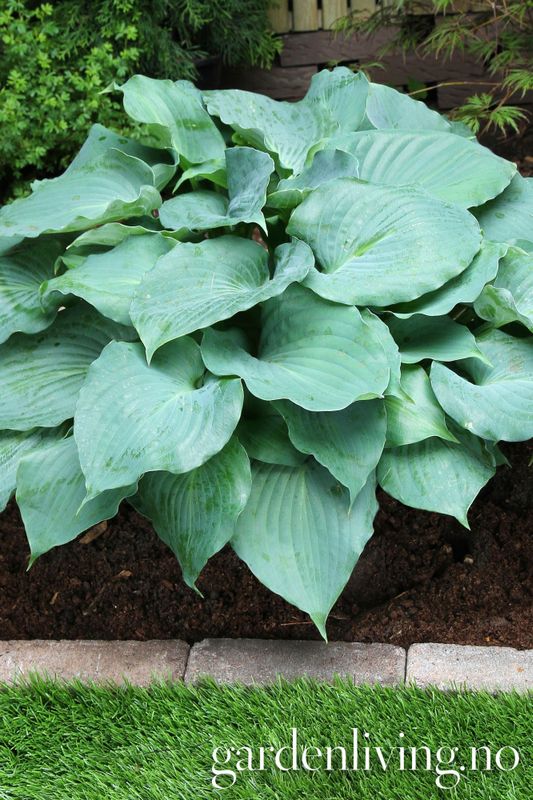 Hosta 'Moonlight Sonata' 