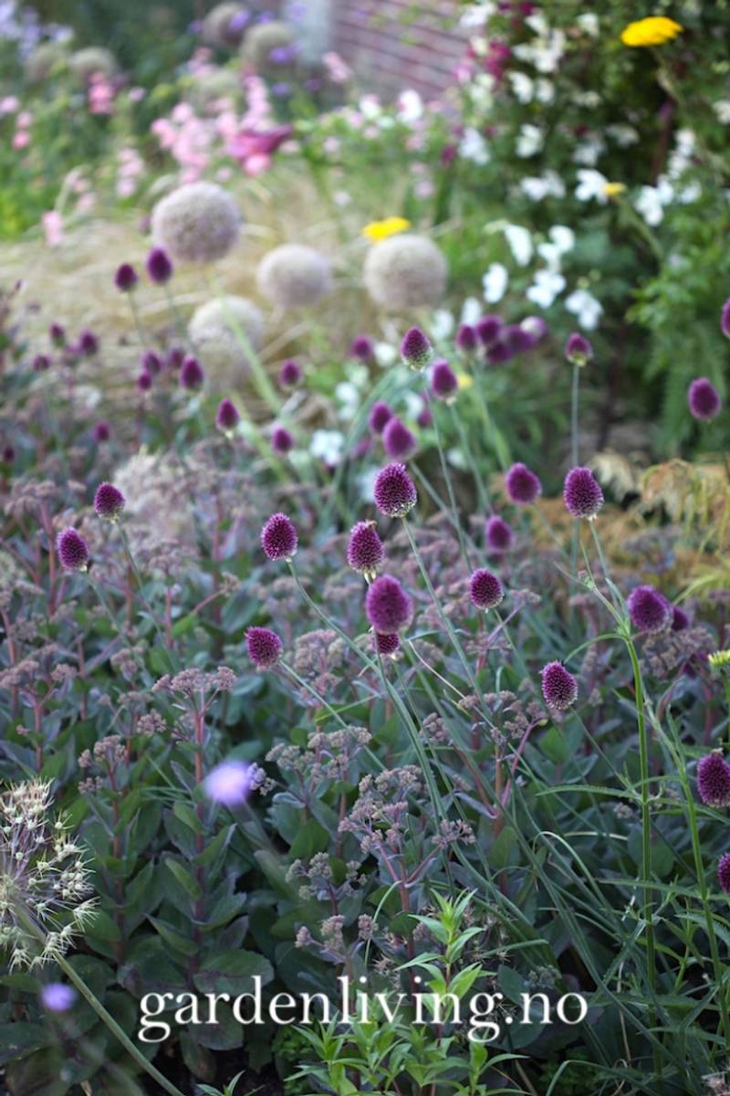 Kuleløk - Allium sphaerocephalon - 25 løk