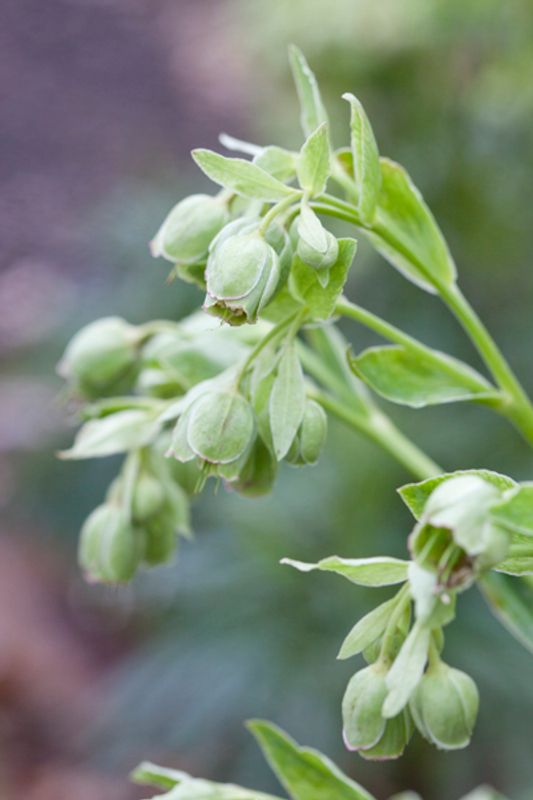 Stinkjulerose - Helleborus foetidus